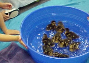 ducklings-swimming