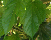 mulberry-leaves