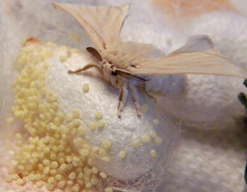 silkworm-eggs-moth