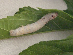 silkworm-on-leaf