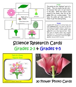 study-cards-med