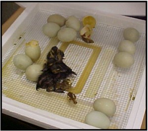 chicks-incubator