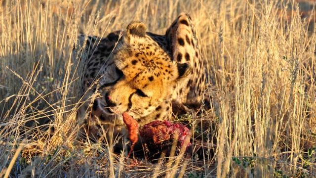 cheetah-snack